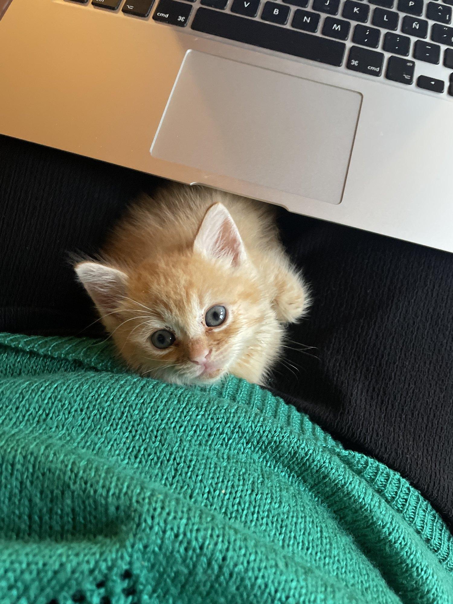 Gato junto a un portátil en Anceu — vida y tecnología compartidas